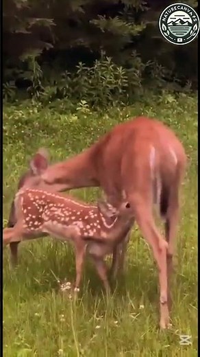 5 AMAZING Facts About Deer and Their Fawns That Will Surprise You