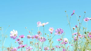 Beautiful purple cosmos flowers garden with clear blue sky background
