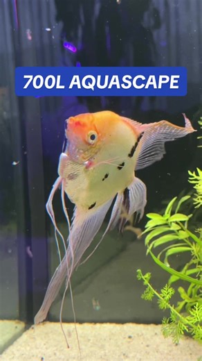 700L Aquascape: Create Your Ideal Fish Tank