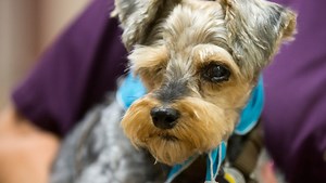 One-eyed therapy dog brings smile to Mesa patients
