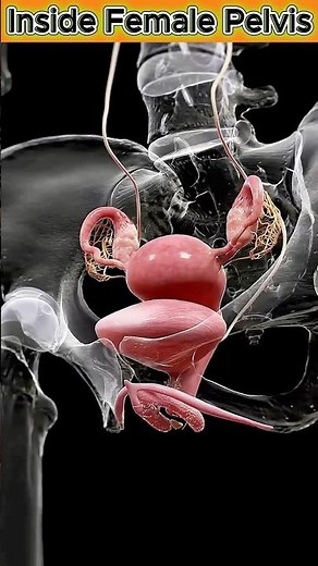 Understanding the Uterus, Bladder, and Ovaries | 3D Medical Animation