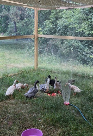 Emo Geese and Sprinklers: A Quirky Observation