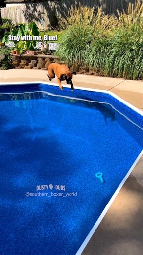 134K views · 4.7K reactions | The Ultimate Dog Prank 來 | Dusty Dubs | Facebook