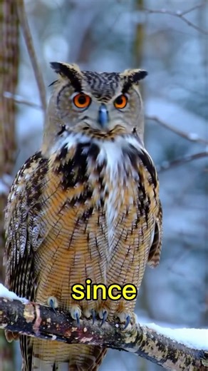 Why Owls Can Rotate Their Heads 270 Degrees! 🦉#animalfacts #amazinganimals #shorts