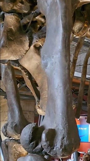 Ancient Giants 🦖 | The Dinosaur Galleries at the Natural History Museum