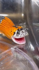 Galaxy Exotics on Instagram: "a u g h 🎶Sound: https://www.tiktok.com/t/ZTRPuN72M/ ✨FAQ✨ Q: What type of snake are they? A: Western Hognose. Q: Are they venomous? A: Western hognose snakes are only mildly venomous to humans (in MOST cases). Their bites typically only cause localized swelling and discomfort in people, but can help paralyze their prey in the wild, such as toads. Q: Why do they open their mouth? A: They open their mouths repeatedly at the end of a meal because they’re swallowing an