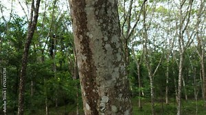 Hevea Brasiliensis Rubber Tree Bark Trunk Production of Rubber and Latex Car Tires, Rubber Tree Plantation