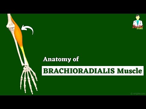 Brachioradialis Muscle Anatomy | Lateral Compartment of Forearm | Doctor Speaks