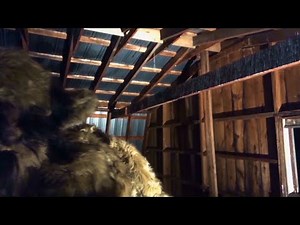 Dogman caught on Video destroys Barn