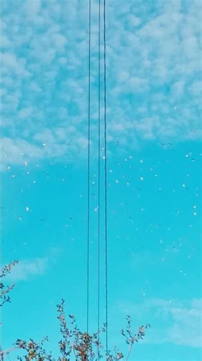 Flock of Seagulls above the Natoma River in Folsom, California.