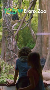 23 reactions | Celebrate 125 years of the Bronx Zoo with amazing animals from around the world. Coming face-to-face with gorillas is an experience you’ll never forget at our Congo Gorilla Forest exhibit - the only place in New York City where you’ll be completely immersed in the African rainforest. | Bronx Zoo | Facebook