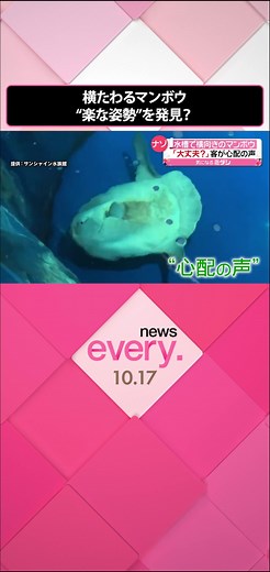 東京・池袋の#サンシャイン水族館 では、#マンボウ が水槽の中で横たわる姿がよく見られます。この光景に客からは、たびたび心配の声が上がるといいます。なぜ、このような行動をとるのでしょうか。#日テレnews #tiktokでニュース