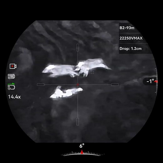 Hog headshot 178 yards 22-250 50grs V-max,Blaser R8,Hikmicro Stellar SQ50L 3.0 #hoghunting #hunting