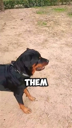 You Won’t Believe What This Rottweiler Did to Protect His Family