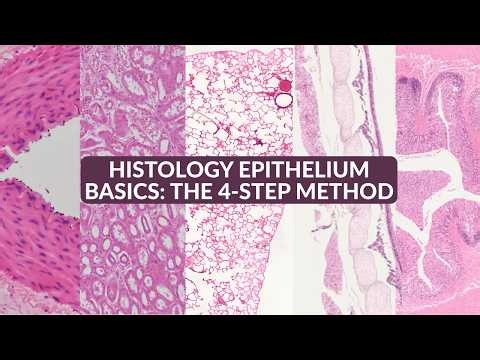 Histology Epithelium Basics | What is a 4 Step Method Epithelium Matrix?