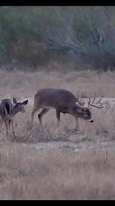 57K views · 1.6K reactions | The big bucks are on their feet!! This means we’ll be in our MB Ranch King blinds longer than normal!! Stay tuned!!! #wildlifeplanet #photographers #wildlifephotographer #wildlifephotography #naturecaptures #wild #adventure #outdoors #wildlifephoto #animals | Tecomate's La Perla Ranch | Facebook