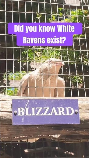 Did you know WHITE RAVENS exist? Meet Blizzard who is NOT an albino raven #rareanimals #unique #pnw