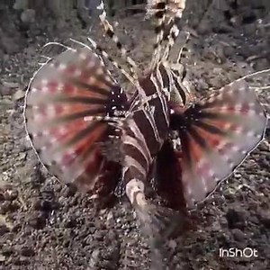 سبحان اللہ وبحمدہ | Learn Online Quran