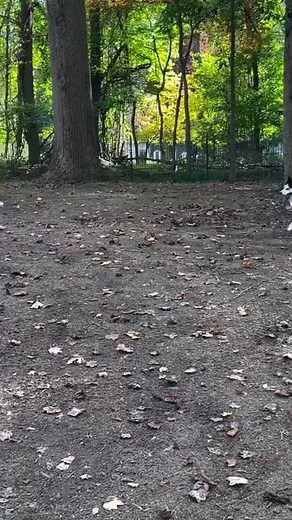 More creative and kind of unconventional ways to let Huskies air it out! Chasing a flag otherwise known as lure coursing Husky Style! #OnlyWooFDriver #NeverSeenB4