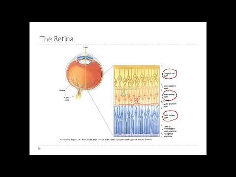 OSSM Neuro Chapter 9 - Layers of the Retina
