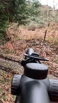 TIR REFLEX DANS UNE COMPAGNIE DE SANGLIERS ! #hunting #nature #wildlife