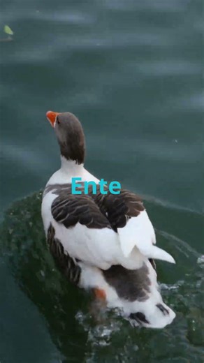 How to Say Duck in 6 Languages 🦆 #shorts