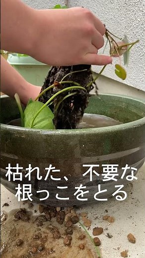 スイレンの株分け、紙パックで育ててみる