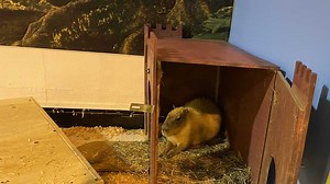 Here are fun animal shows, exhibits and competitions at the California State Fair this year