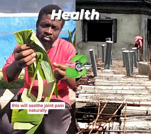 1.3K views | Health benefits of banana leaves #SuzyFarms #health #garden #healthylifestyle #herbalife #fblifestyle #herbs #farming #foodsecurity | Suzy Farms | Facebook