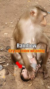 Mom stop feeding and try hard weaning on tiny baby monkey, Fresh Newborn Monkey 1899 | Fresh Newborn Monkey