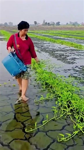 fertilization techniques for water spinach plants #shorts