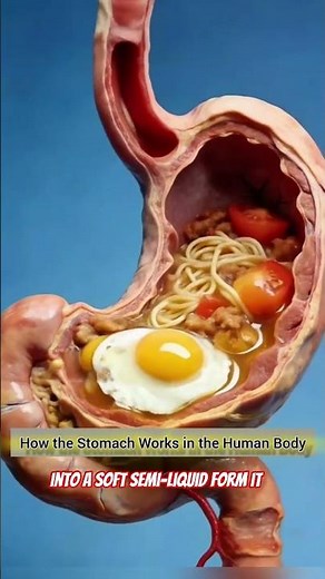 How the Stomach Works in the Human Body