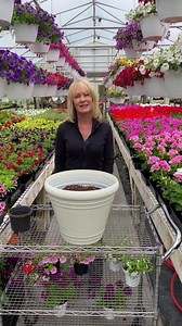 Gorgeous mix! Plum Wine Verbena, Soft Pink Calibrachoa and White Scaevola! | Smiths Country Gardens