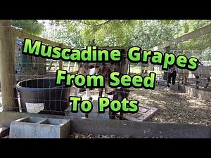 Learn How To Grow Muscadine Grapes FROM SEED With Ease
