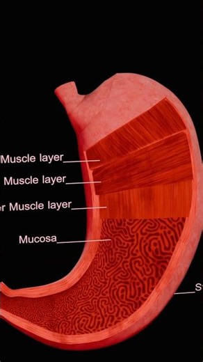 Human Stomach internal structures. ||@zoojiva|| Animation proj2-1to120