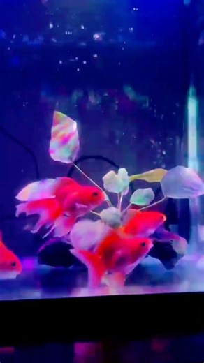 Simple Goldfish Tank for desktop #fishparadise #fishkeepinghobby #exoticaquariumfish #goldfish