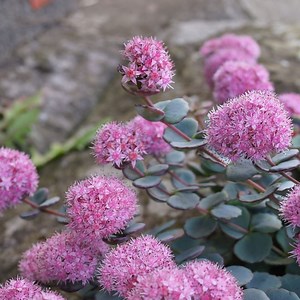 October Daphne Stonecrop, Sedum sieboldii October Daphne | High Country Gardens