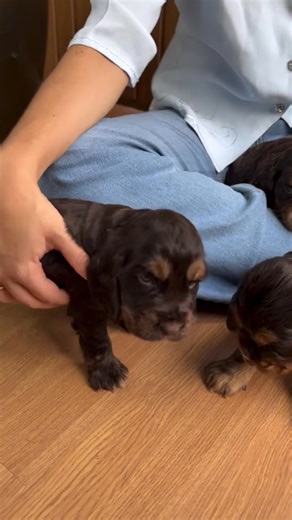 Nobody can resist a baby cocker.🧸🤎✨ | Cocker spaniel puppies for adoption near me