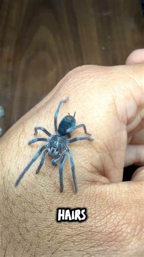 Unboxing Two NEW Purple Tarantulas! 🕷️💜