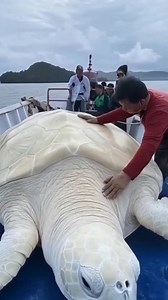 12K views · 90 reactions | Incredible Giant Turtle Found (AI) | Science, Tech and Universe | Facebook