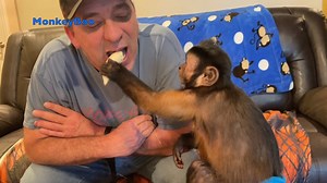 162K views · 7.4K reactions | Capuchin MonkeyBoo has some fun eating a banana! MonkeyBoo shows just how happy he is and being very vocal! MonkeyBoo is talking up a storm! He says he loves his banana and he has missed everyone lately and ready to get back to daily videos! #MonkeyBooCrew Don't forget to check out @MonkeyHappy and @MonkeyMeela and follow them! | MonkeyBoo | Facebook