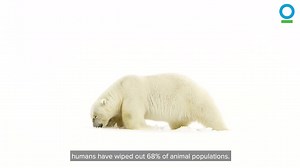 WHAT ON EARTH IS BIODIVERSITY? Here's what you need to know & why it’s so important for the health of our planet. Via Conservation International | United Nations Biodiversity