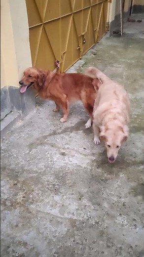 golden retriever mating