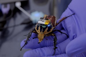 Giant Cyborg Cockroaches Could Soon Lead Search and Rescue Missions