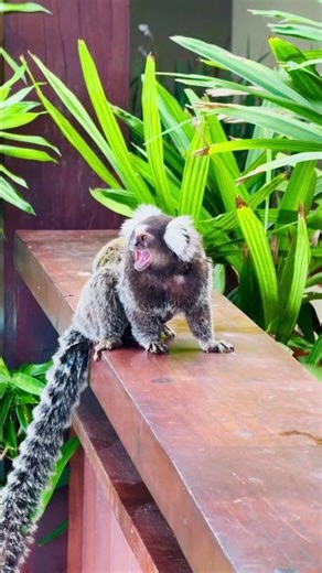 🇧🇷 Baby Marmosets on Their Mother 🐒 | @Destinationwithme