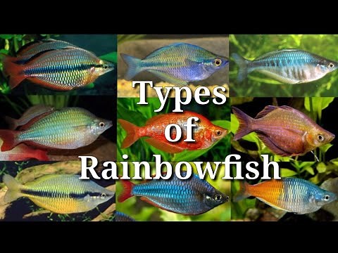Different Types of Rainbowfish / #56