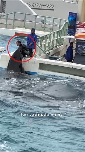 Dolphin Saves a Girl – A Beautiful Friendship￼ 🐬#shorts #usa