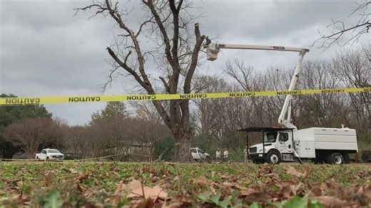 Tiny beetle, massive impact: Emerald ash borer reshaping Dallas’ tree canopy