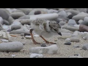 Piping Plover chick's first steps