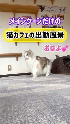 20260501メインクーンだけの【猫カフェの出勤風景】#cat #cooncat #mainecat #もふもふ